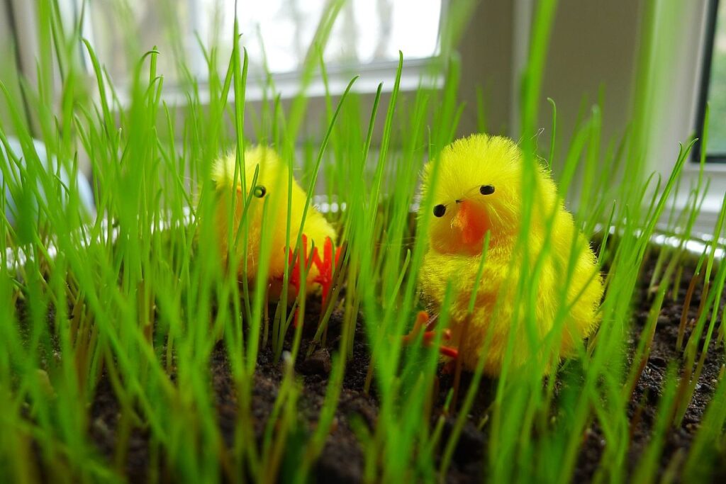 Two toy chicks sitting in amidst ryegrass.